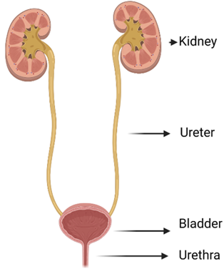 Figure 1 Anatomy of the kidneys